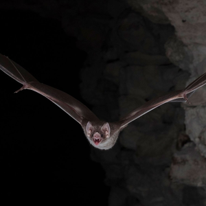 Foto de perfil de Gabriel dos Santos Alves