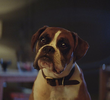 Buster, o Boxer