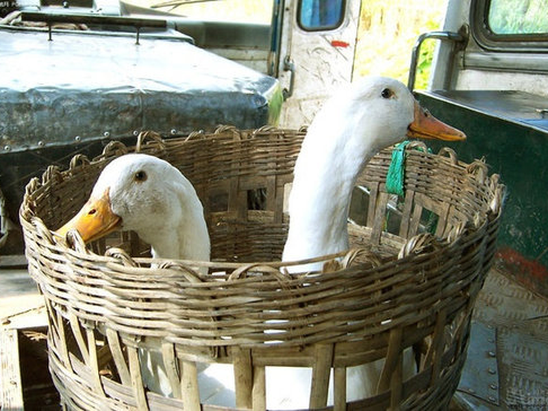 Foto 2 de Taking Father Home