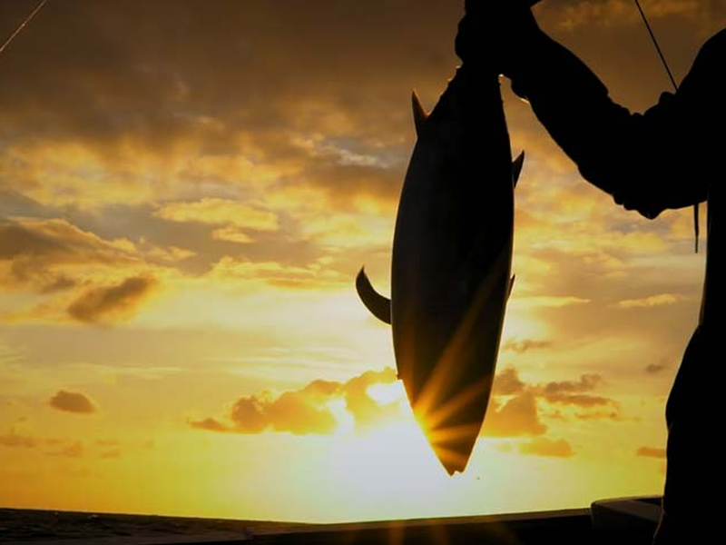 Foto 1 de Pesca Implacável