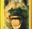 National Geographic -  Inimigos Eternos: Os Leões e as Hienas