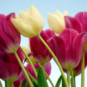 Foto de perfil de Mirella