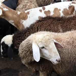 Foto de perfil de tefsmon