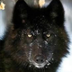 lobo-negro-a