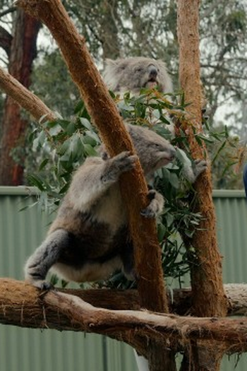 Poster de Episódio Sydney & Adelaide (2025)