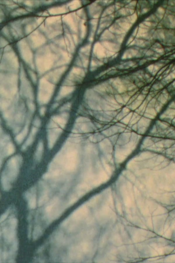 Poster de Curta In a Tree’s Shadow II (2011)