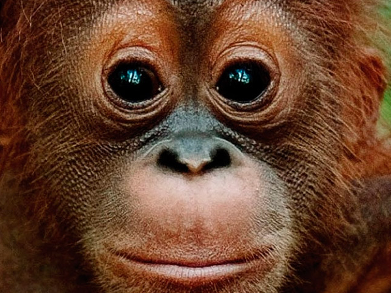 Foto 4 de Livres Por Natureza