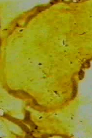  de Curta Prelude 13 (1996)