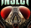 Insect
