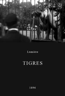 Tigres - Poster / Capa / Cartaz - Oficial 1