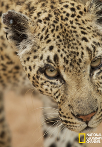 O Último Leopardo (Europe's Last Leopard)