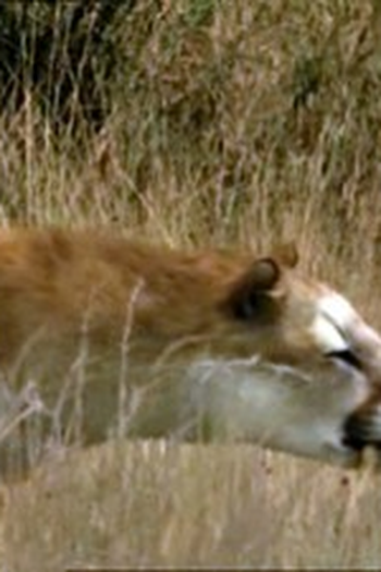 Poster de Episódio Saving the Sabretooth (2006)