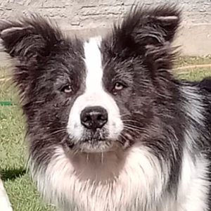 Foto de perfil de Mr. Pickles 667