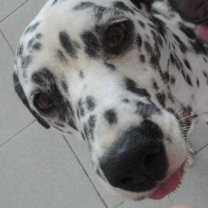 Foto de perfil de Laila