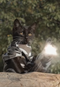 Gatos vs Zumbis (Cats vs Zombies)