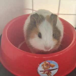 Foto de perfil de Diogo Tavares