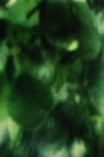 Poster de Curta Plum Tree Zoom (2002)