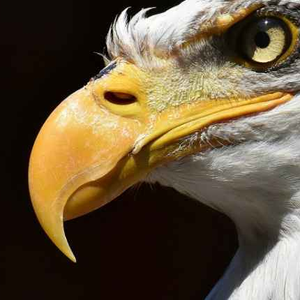 Foto de perfil de Fagnèr