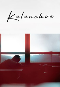 Kalanchoe (Karankoe no Hana)