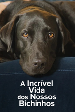 A Incrível Vida dos Nossos Bichinhos (1ª Temporada) (The Hidden Lives of Pets (Season 1))