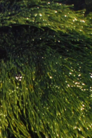 Poster de Curta Playing With Water II + III (1997)