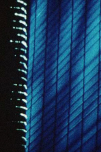 Poster de Curta Convalescing (2000)