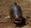 Lungfish