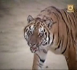 Tiger in the Streets