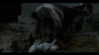 Trailer: As quatro voltas (Le Quattro Volte 2010) - Trailer