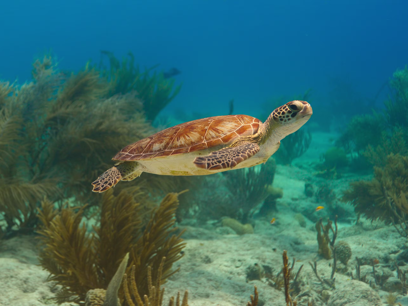 Foto 4 de Nossos Oceanos