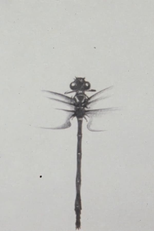 Dragonfly (とんぼ)