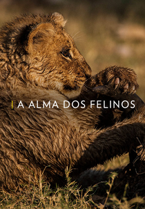 A Alma dos Felinos (Soul of the Cat)