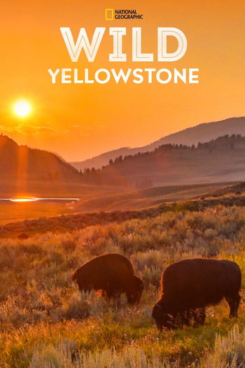 Poster de Franquia Wild Yellowstone (2015)