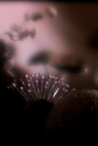 Poster 1 de Curta Blerg (2010)