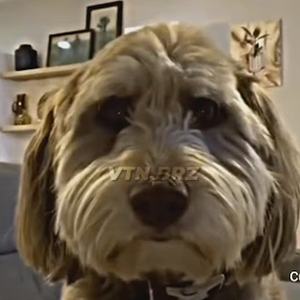 Foto de perfil de iwannabeavampire
