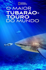 O Maior Tubarão-Touro do Mundo (World's Biggest Bull Shark?)