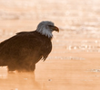 Alaska: Last American Frontier
