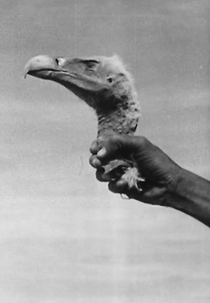 Os Mágicos de Wanzerbé (Les magiciens de Wanzerbé)