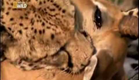 Documentario - Ataque Animal - Guepardo (Dublado) National Geographic