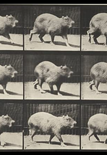 Capybara Walking (Capybara Walking)