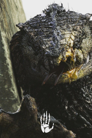  de Curta Rakka (2017)