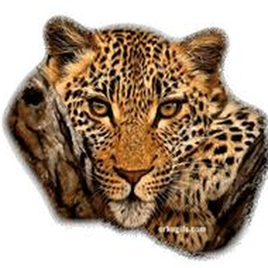 Foto de perfil de Andrea