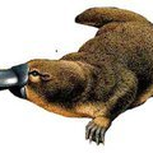 Foto de perfil de Ornitorrinco Australiano