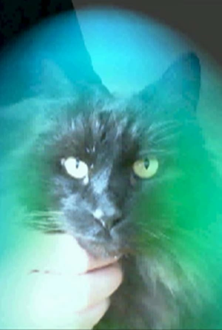 Poster 1 de Curta My Cat gets an Aura Reading (2011)