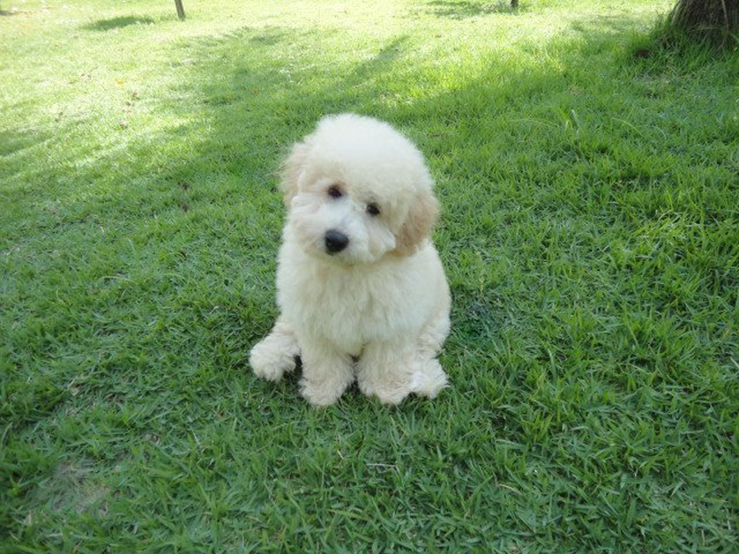 Vítor - Foto 5