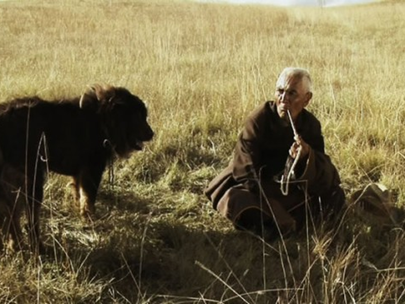 Foto 1 de Cachorro Velho