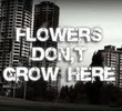 Flowers Don't Grow Here