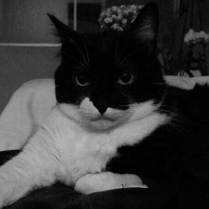 Foto de perfil de Bruno