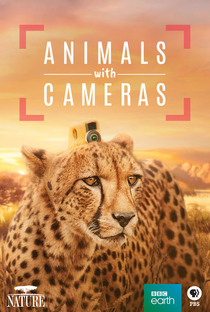 Câmera Animal - Poster / Capa / Cartaz - Oficial 1