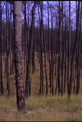 Poster 1 de Curta Tender Feet (2013)